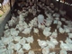 ALLEVAMENTO E ORTICOLTURA - Allevamento di galline migliorate: ALLEVAMENTO DI GALLINE MIGLIORATE 